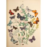 Kirby (W F) European Butterflies and Moths, 1882. 4to., cont. half brown morocco gilt.