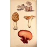 Badham (Charles David) A Treatise on the Esculent Funguses of England, 1847. 8vo., cont. half calf.