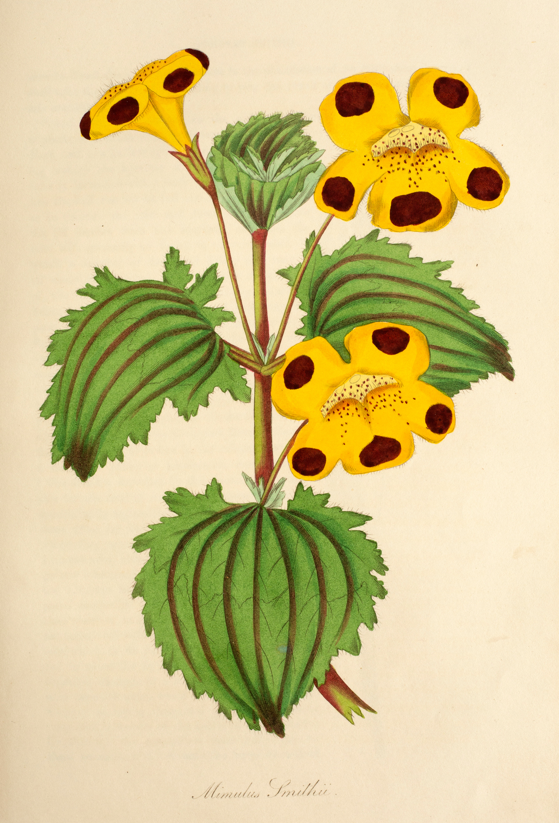 Paxton (Joseph) Paxton's Magazine of Botany, 7 vols., 1834 - 40. 8vo., orig.