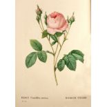 Redoute (P.J.) Les Roses, Decrites par C. A. Thory, 3 vols. in 2, Paris 1824 - 26. 8vo., qtr.