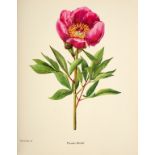 Stern (F C) A Study of the Genus Paeonia, 1946. Folio, orig. cloth.