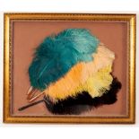 Four ostrich feather fans with simulated mother-of-pearl sticks, framed and glazed,