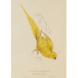 After Edward Lear (British 1812-1888)/Palaeorunis Torquatus/print,