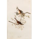 After John James Audubon (American 1785-1851)/Song Sparrow/engraved,