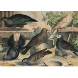 19th Century/Hawks and Doves/four coloured engravings,