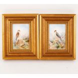 A pair of English porcelain plaques, Sparrow Hawk No.5864 and Merlin No.5862, both signed J.