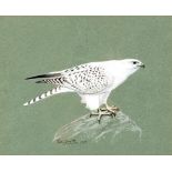 Peter Markham Scott (British 1909-1989)/Study of a Gyrfalcon/signed and dated 1969/gouache,