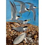 Keith Shackleton (1923-2015)/Terns on a Rocky Beach/signed and dated '69/oil on board,