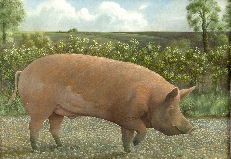 James Lynch (born 1956)/Tamworth Boar/signed, dated 1983, incribed on label verso/egg tempera,