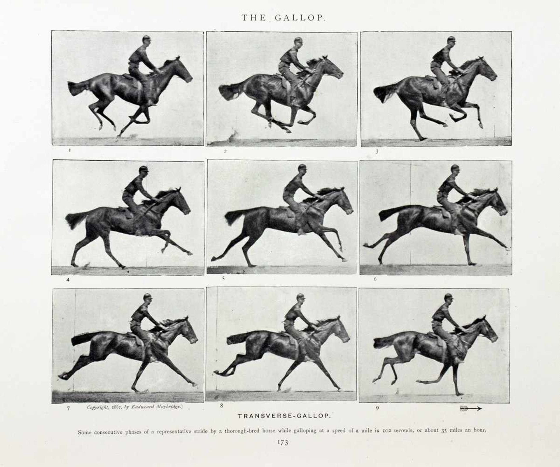 Eadweard Muybridge. Animals in Motion. - The Human Figure in Motion. - An Electro-Photographic