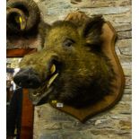 MOUNTED BOARS HEAD