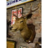 MOUNTED STAGS HEAD