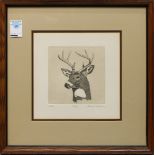 Gerald L. Lubeck (American, b. 1942), "Buck," etching, pencil signed lower right, titled lower left,