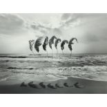 Jerry Uelsmann (American, b. 1934), "Untitled (7 Feathers Floating)," 1988, gelatin silver print,