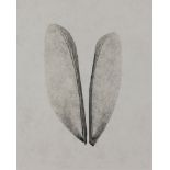Camille Solyagua (American, b. 1959), "Wing Study #4," 1995, gelatin silver print, pencil signed and
