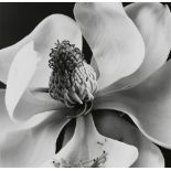 Yasuhiro Ishimoto (Japanese/American, 1921-2012), Magnolia, gelatin silver print, pencil signed