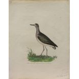 (lot of 4) Ornithological Studies including, "Green Sand Piper," "Hen Harrier Female," "Spotted Sand