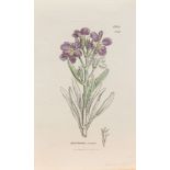 (lot of 8) Botanical Studies including "Matthiola," "Antirrhinum," and "Digitalis," amongst