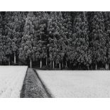 John Sexton (American, b. 1953), "Rice Field and Pine Forest, Tohuka, Japan," 1985, gelatin silver