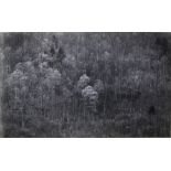 Paul Caponigro (American, b. 1932), "Kentucky Trees," 1965, gelatin silver print, unsigned, image: