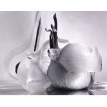 Alan Ross (American, 20th century), Onion, gelatin silver print, pencil signed lower right, image: