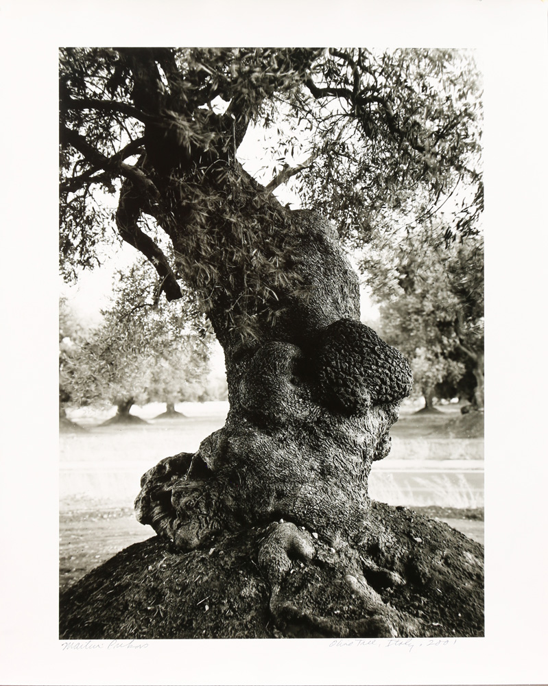 Martin Prekop (American, 20th century), "Olive Tree, Italy," 2001, signed lower left, titled and
