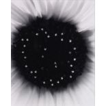 Paul Caponigro (American, b. 1932), "Sunflower," 1975-69, gelatin silver print, pencil signed