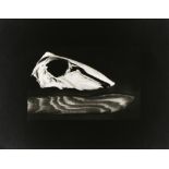 Ruth Bernhard (American, 1905-2006), "Bird Skull with Driftwood," circa 1950, gelatin silver print,