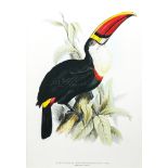 Print, Red Billed Toucan