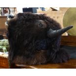 American Bison mounted buffalo head trophy