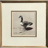 James March Phillips (American, 1913-1981), "Canada Goose," sepia and watercolor, signed lower left,