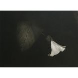American School (20th century), Untitled (Plant with Drooping White Blossom), gelatin silver