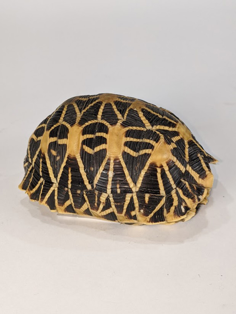 Turtle group - Image 6 of 6