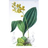 Print, Orchid Botanical Study