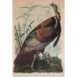 Print, John James Audubon