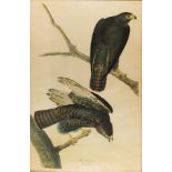 Print, John James Audubon