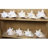 (lot of 9) Conch shell group