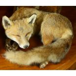 A fox depicted in a sleeping position