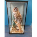 An early 20th century taxidermy Tawny owl in display case