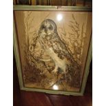 An antique taxidermy Tawney owl in glazed case