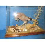 A taxidermy Jay in display case