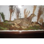 An antique cased taxidermy of a hen pheasant with chicks