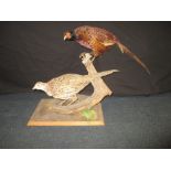 A taxidermy brace of pheasants on naturalistic stand