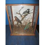 A taxidermy Bull Finch, a Great Tit and a Kingfisher in glazed display case