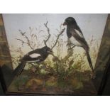 An early 20th century taxidermy pair of magpies in glazed display case