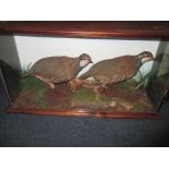 A cased taxidermy pair of Reg Leg partridges