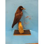 A taxidermy crow on naturalistic display stand