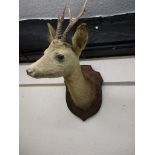 A taxidermy Roe deer's head on shield mount