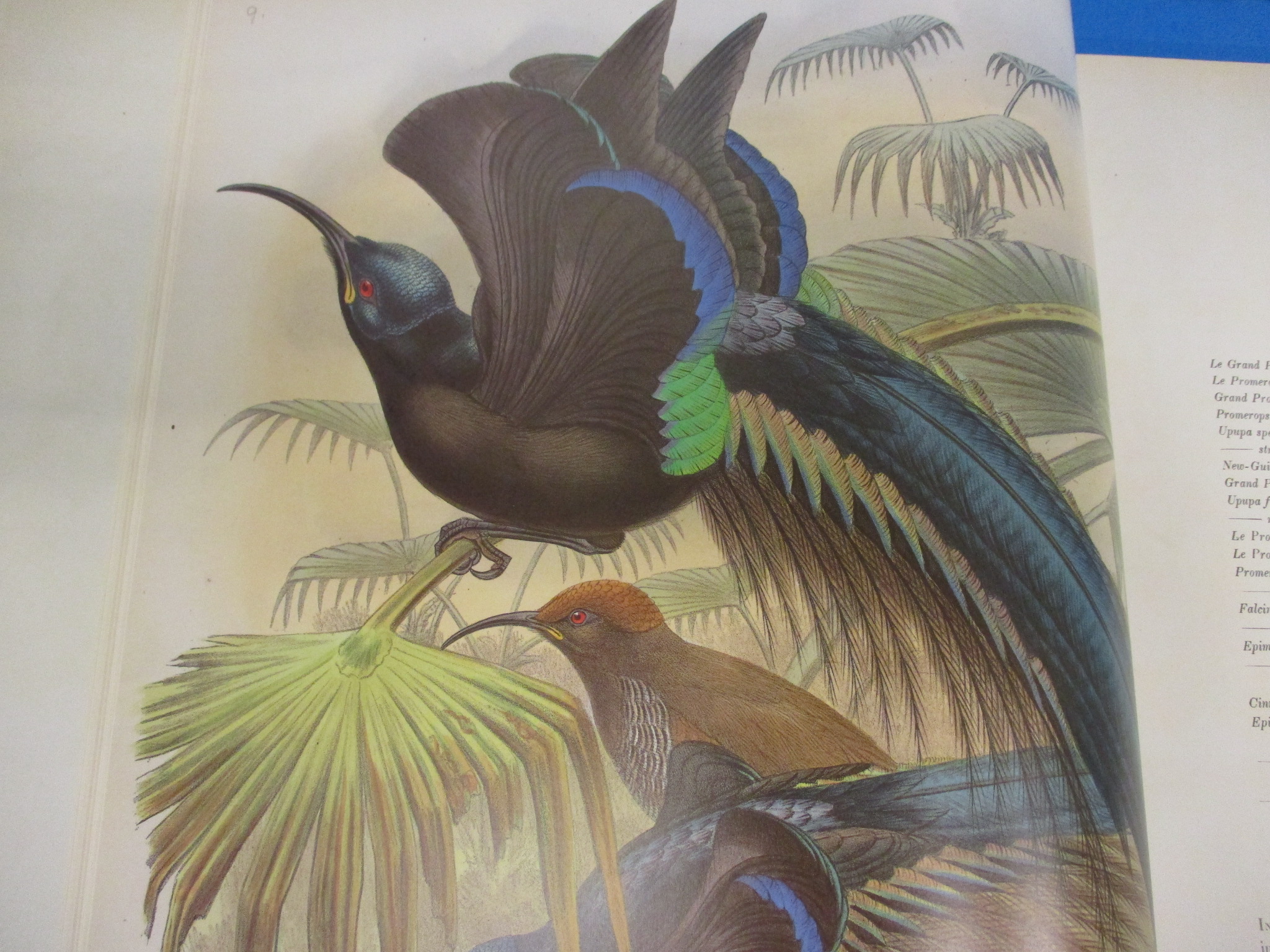 A British museum edition of The Birds of New Guinea by John Gould - Image 10 of 11