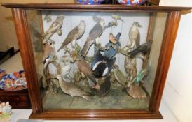 A large 19thC. mahogany framed bird taxidermy grou